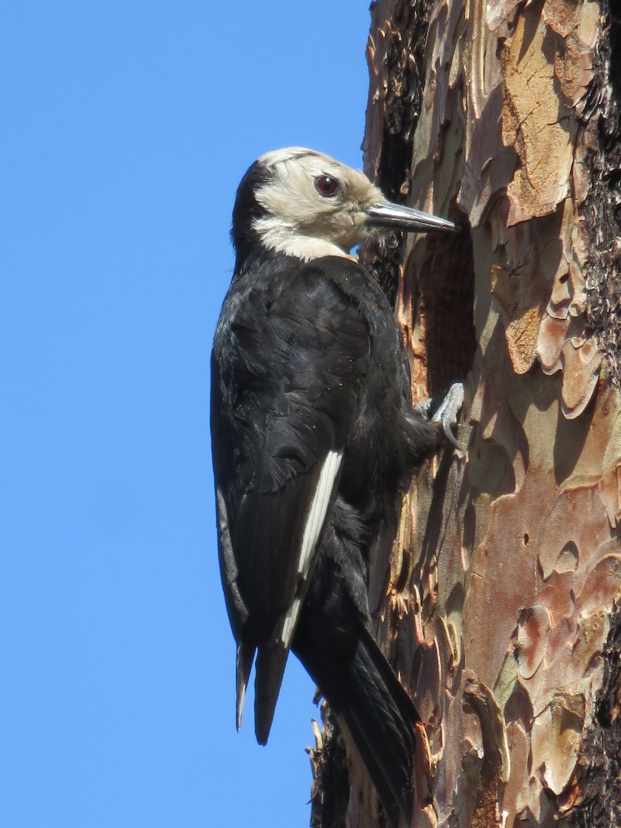 White-headed Woodpecker - ML30011891