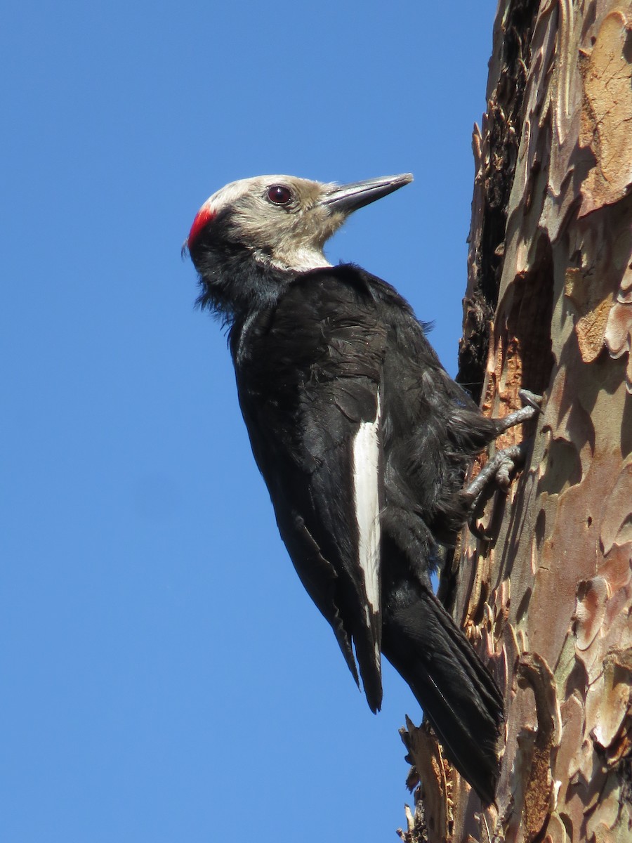 White-headed Woodpecker - ML30011951