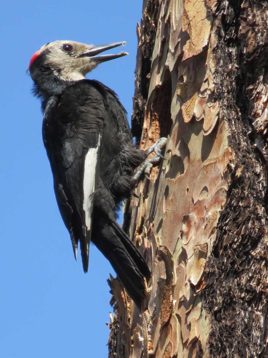White-headed Woodpecker - ML30011981