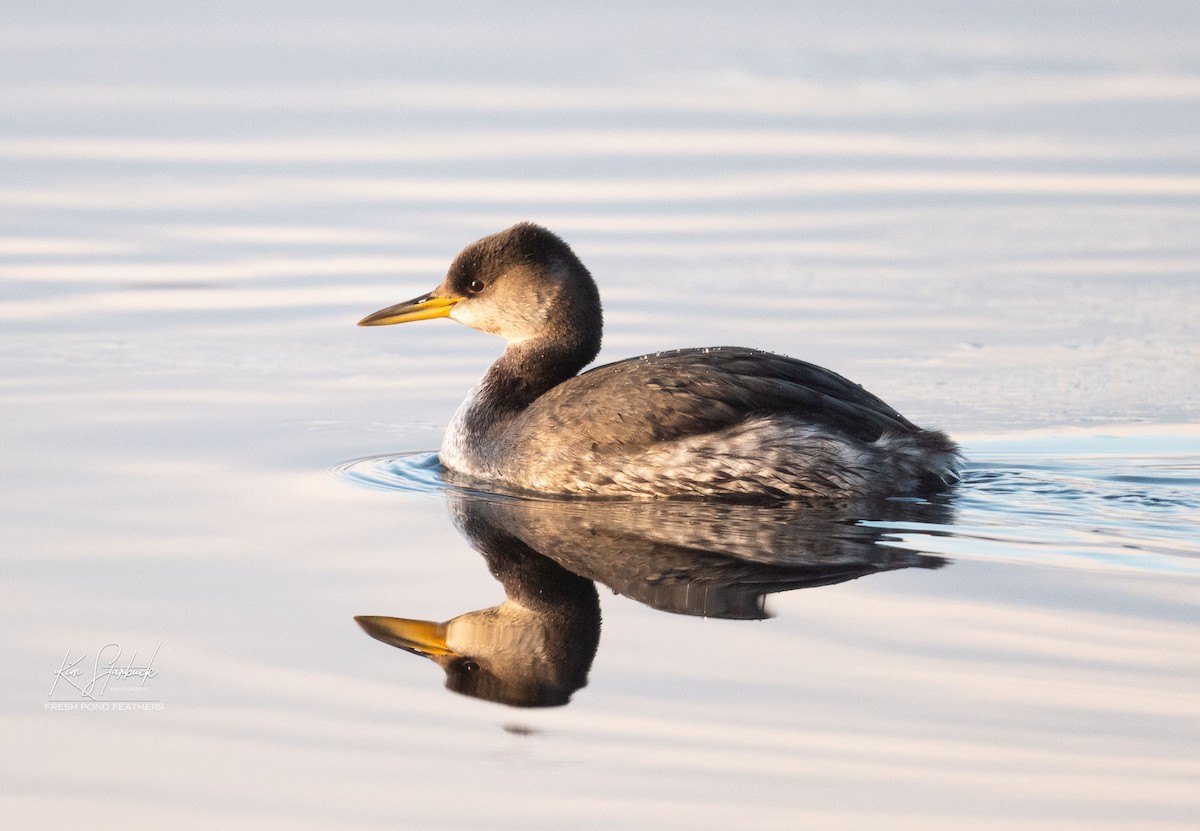Red-necked Grebe - ML300121541