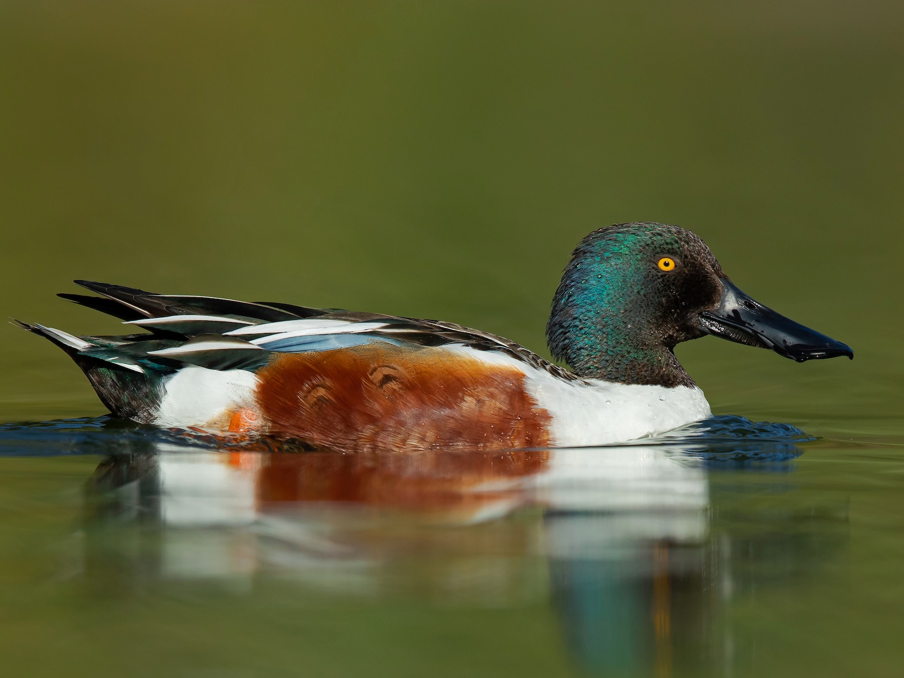 Northern Shoveler - Dorian Anderson