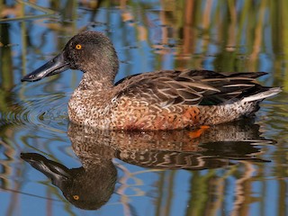  - Northern Shoveler