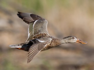  - Northern Shoveler