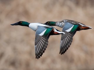  - Northern Shoveler