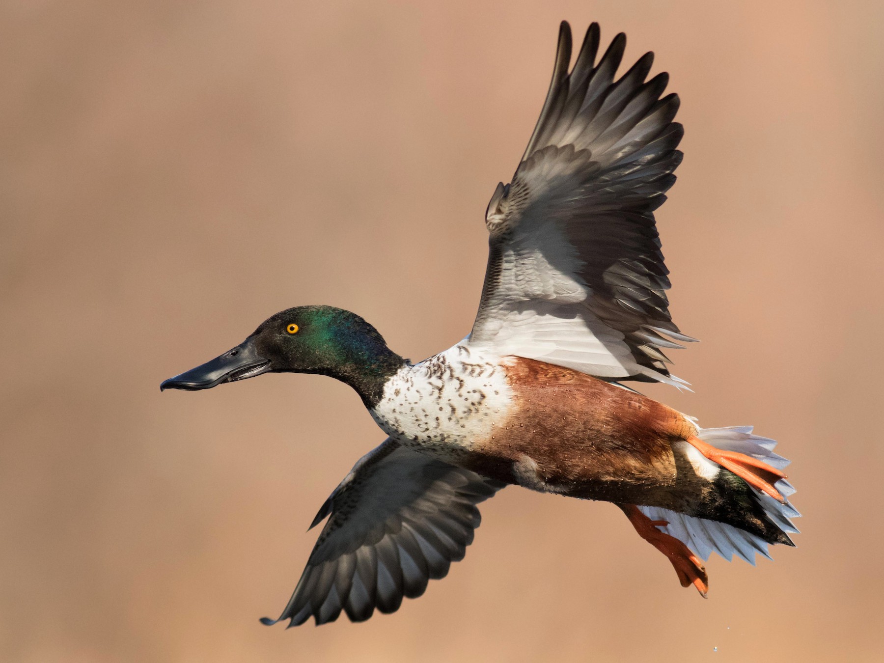 Northern Shoveler - August Davidson-Onsgard