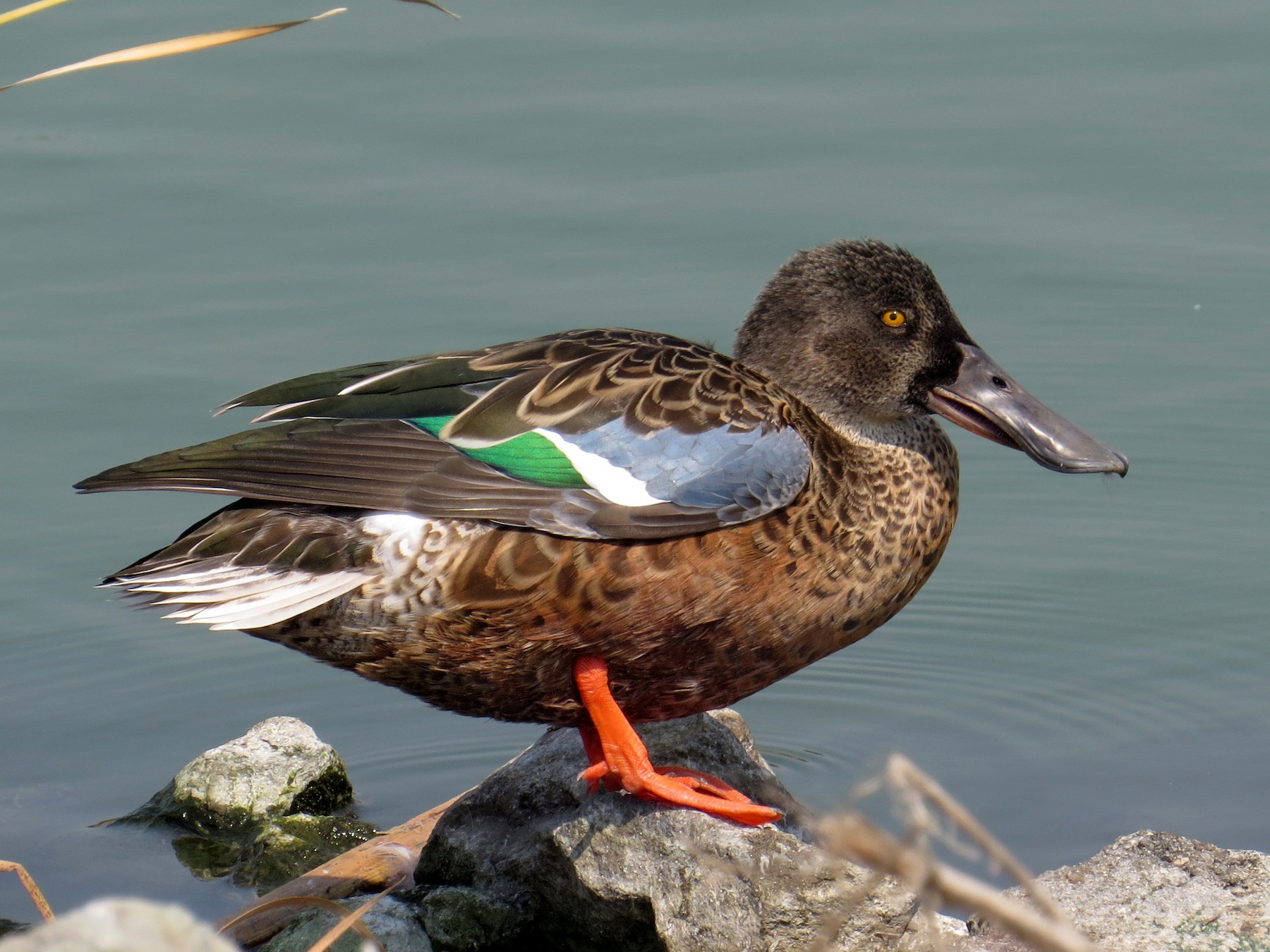 Northern Shoveler - Sergey Pavlov