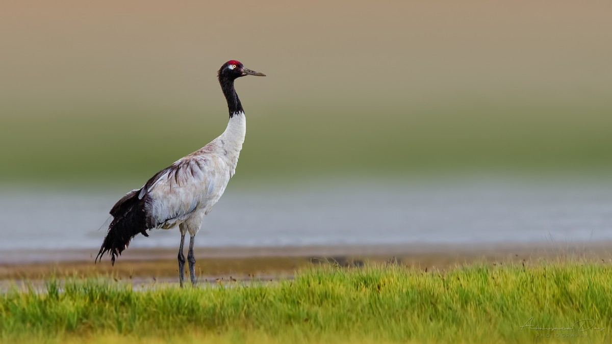Black-necked Crane - Abhishek Das