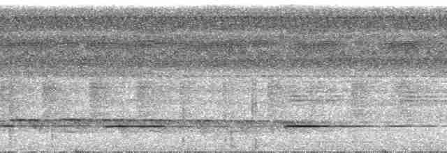 Bartlett's Tinamou - ML30013