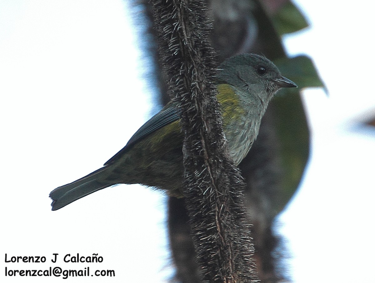 Black-headed Tanager - ML300134201