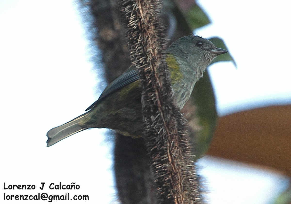Black-headed Tanager - ML300134261