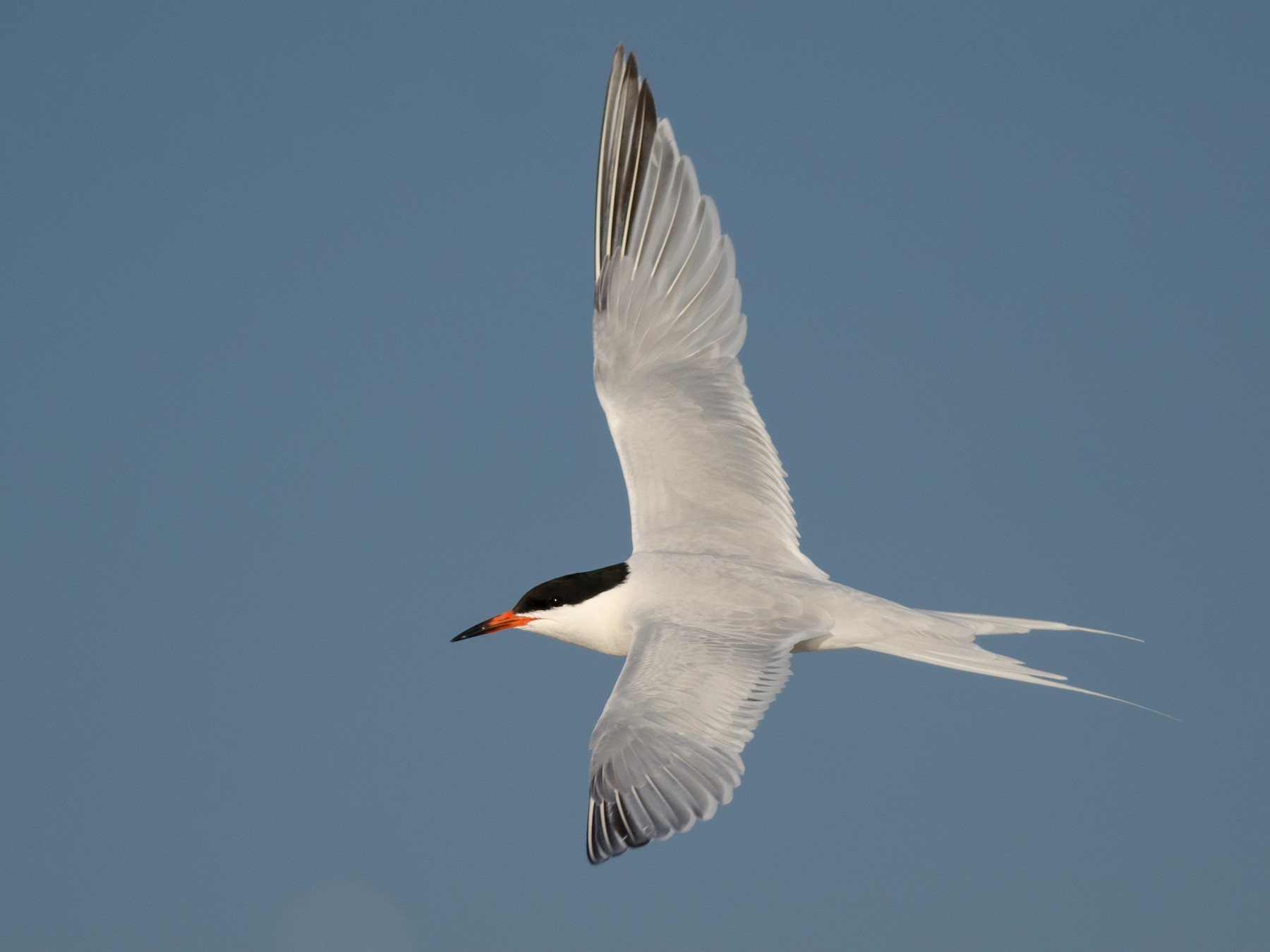 紅燕鷗 Ebird