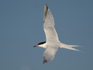 นกเต็มวัยในฤดูผสมพันธุ์ - Alix d'Entremont - ML300135151