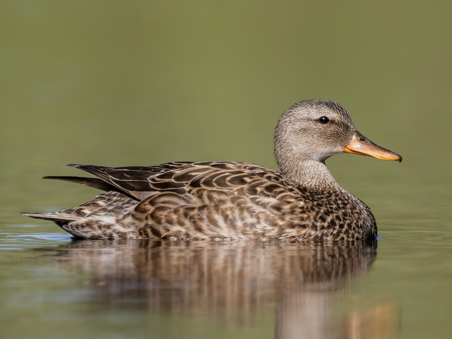 オカヨシガモ Ebird