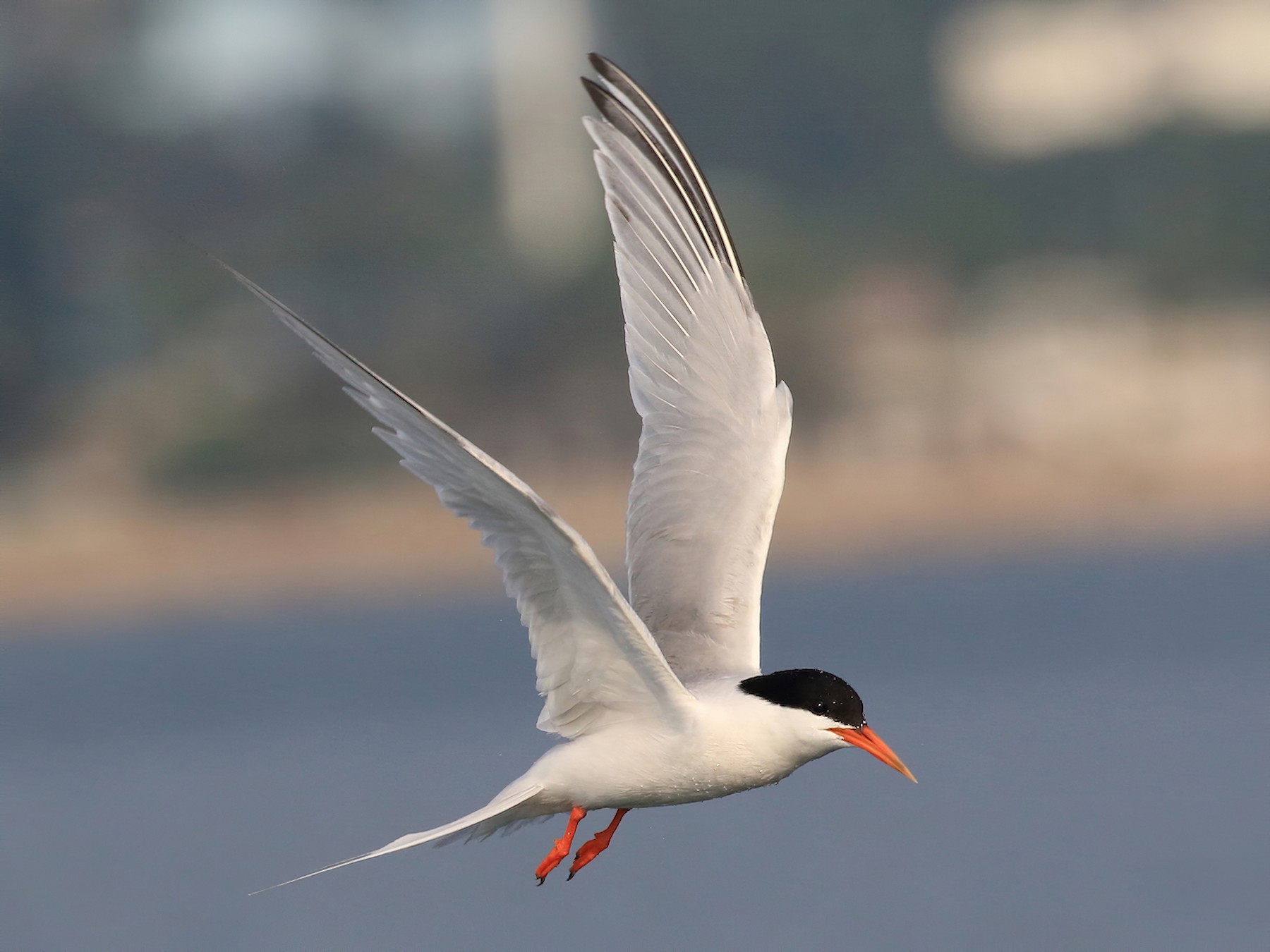 Roseate Tern - Chun Fai LO