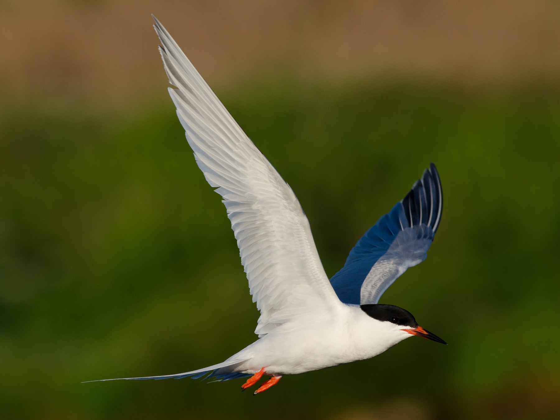 Roseate Tern - Alix d'Entremont