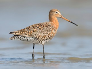  - Black-tailed Godwit