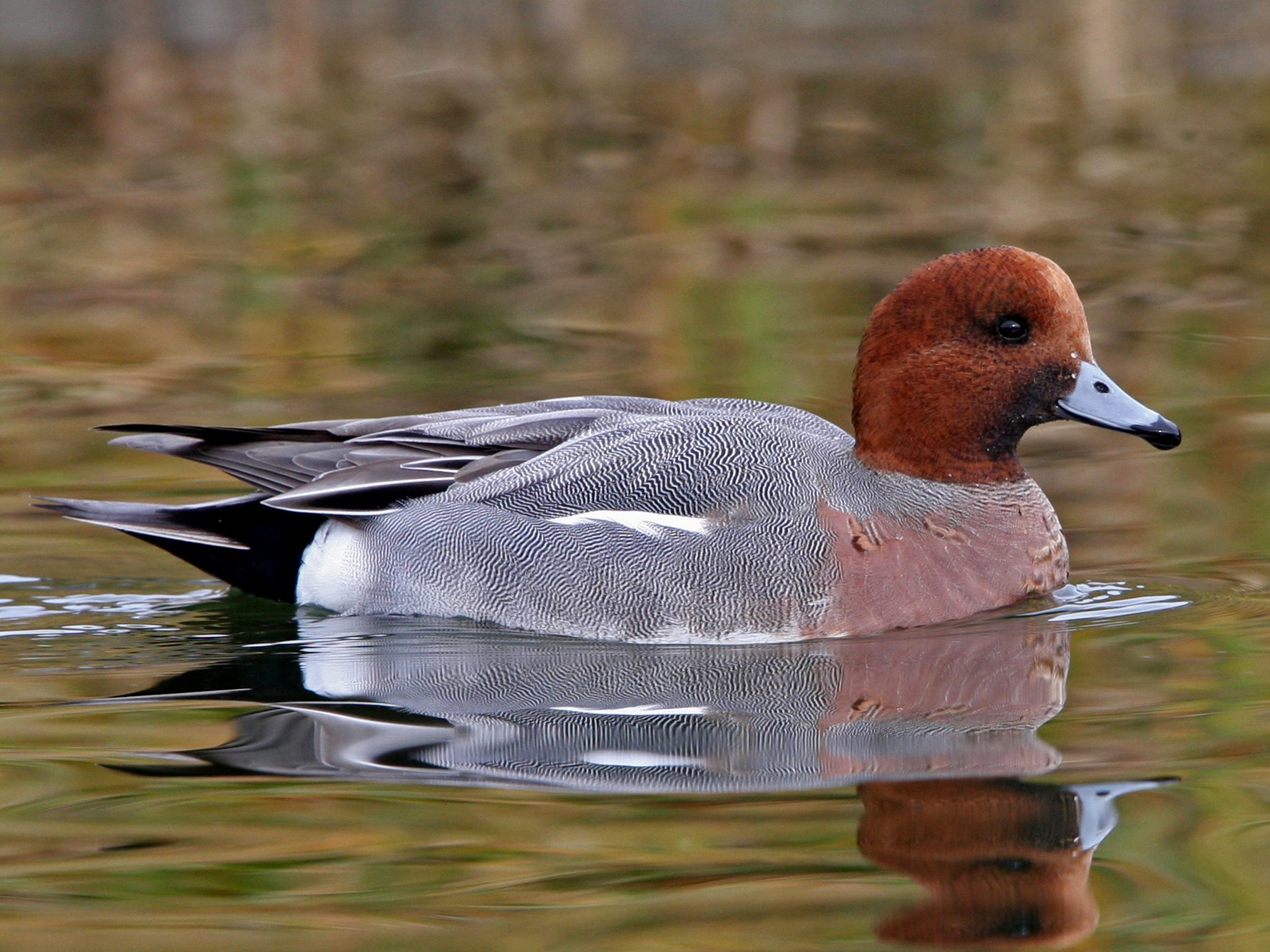 Eurasian Wigeon - Christoph Moning