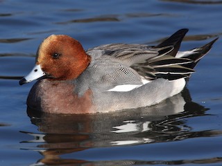 成鳥オス - ML300137561