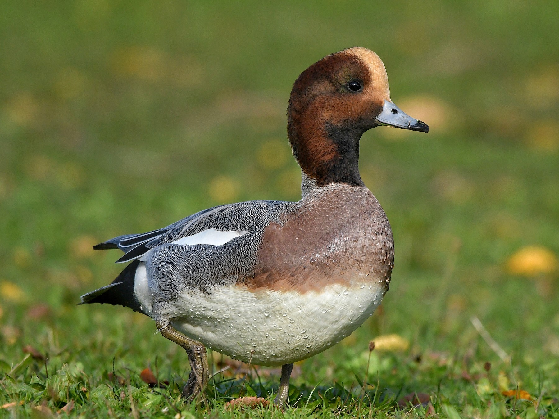 Eurasian Wigeon - Sunny Zhang