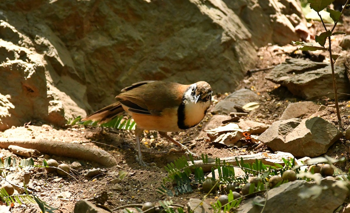 Lesser Necklaced Laughingthrush - ML300138471