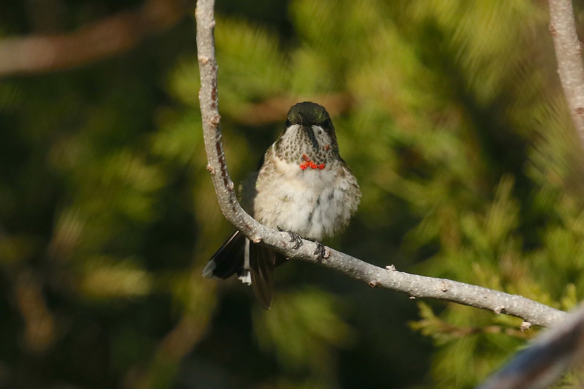 Ruby-throated Hummingbird - ML300138931