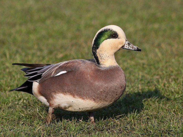 eurasian wigeon vs american wigeon