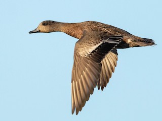  - American Wigeon