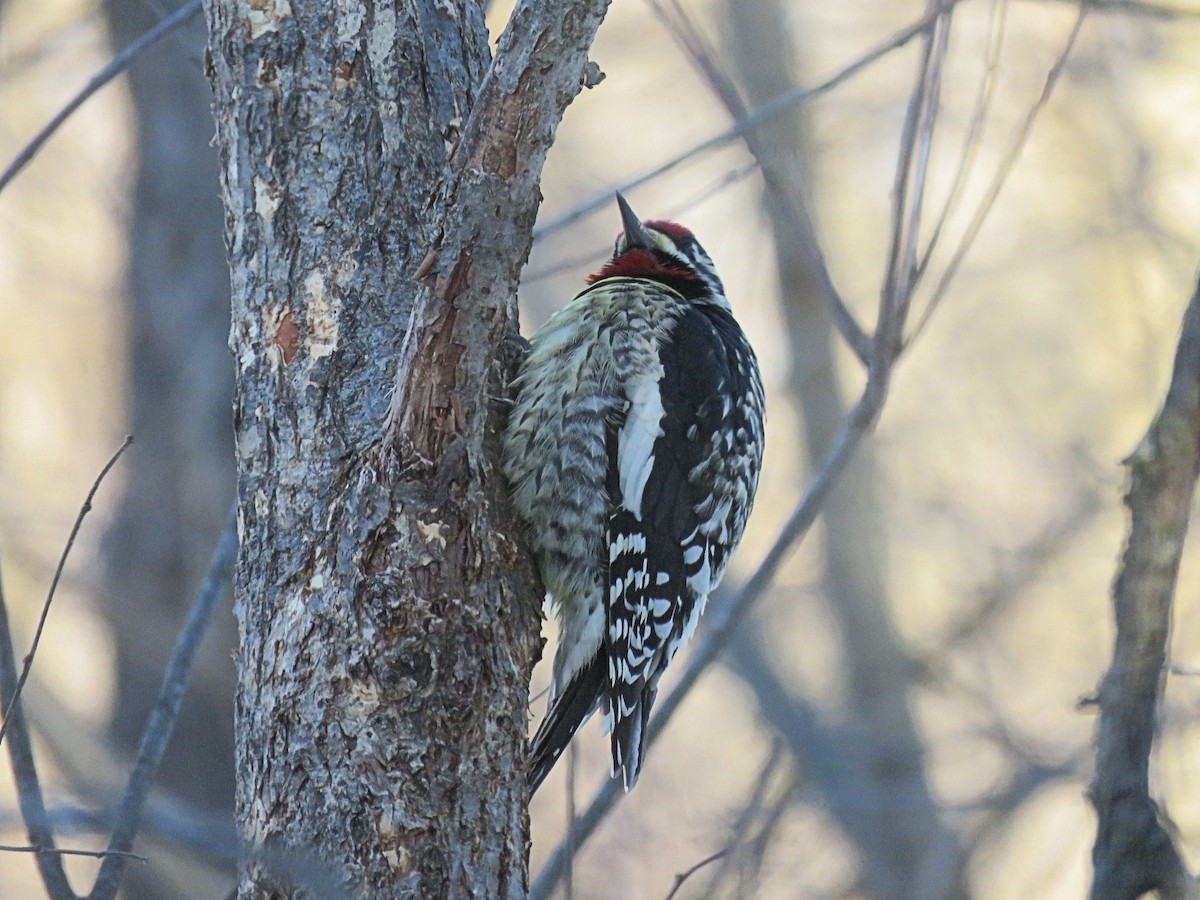 Wisconsin eBird Checklist - 22 Jan 2021 - 53118 My Yard - 10 species