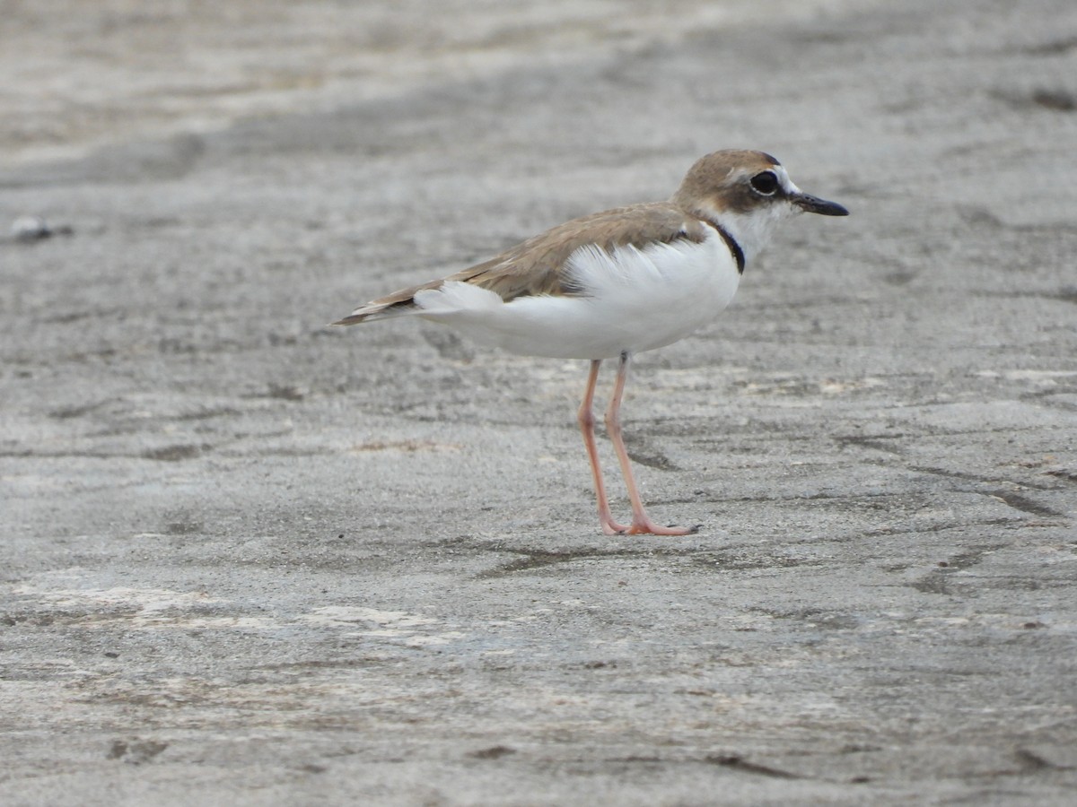 Collared Plover - ML300144821