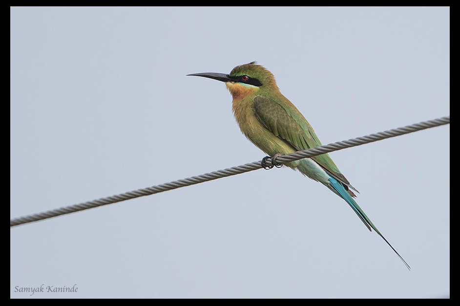 Blue-tailed Bee-eater - Samyak Kaninde