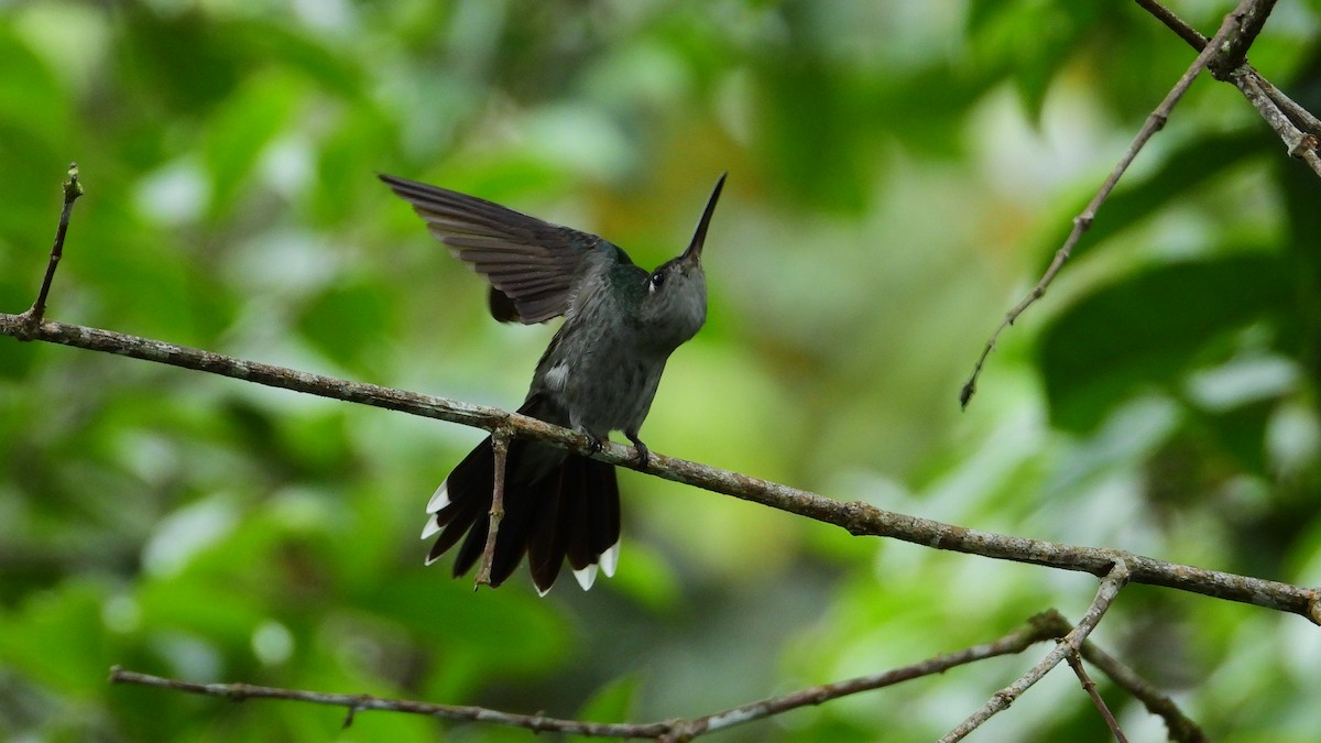 Gray-breasted Sabrewing - ML300146311