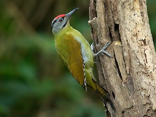 Gray Headed Woodpecker Picus Canus Birds Of The World