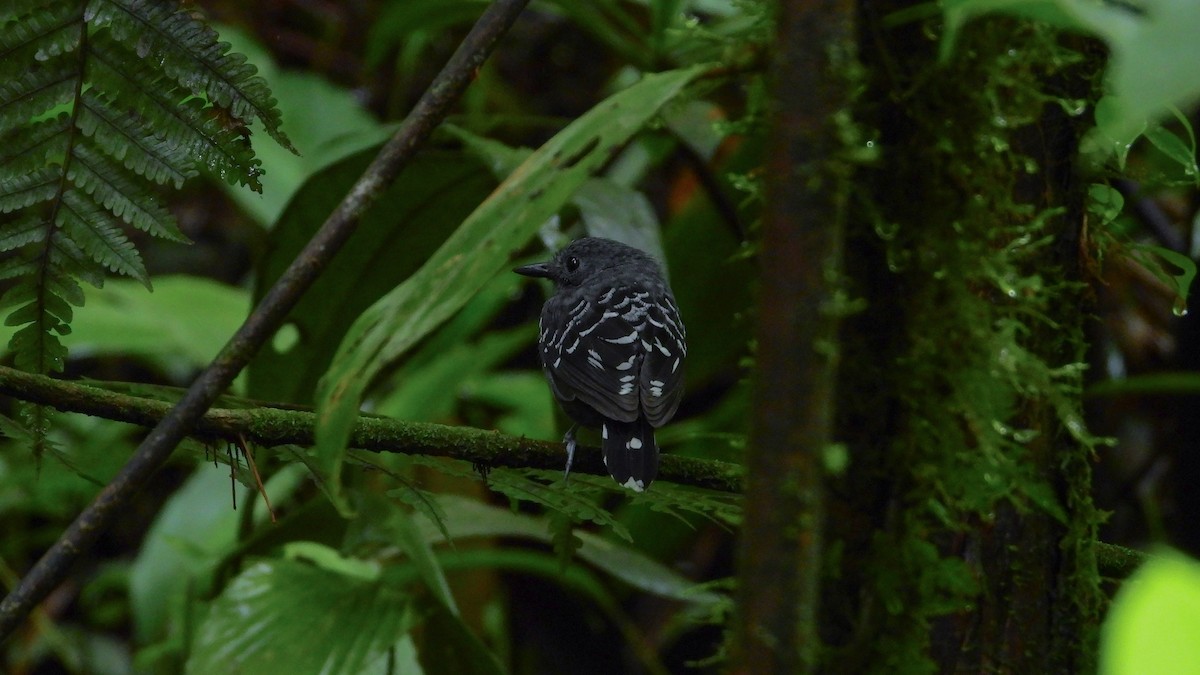 Common Scale-backed Antbird - Jorge Muñoz García   CAQUETA BIRDING