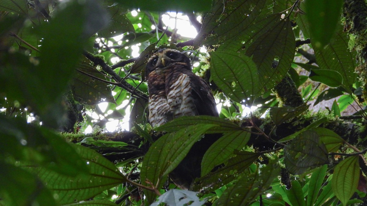 Band-bellied Owl - ML300146931