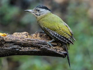 เพศเมีย (Black-naped) - Nitin Chandra - ML300147281