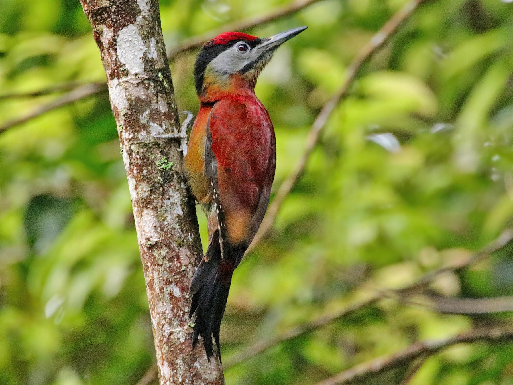 Gray-headed Woodpecker - Agus Nurza
