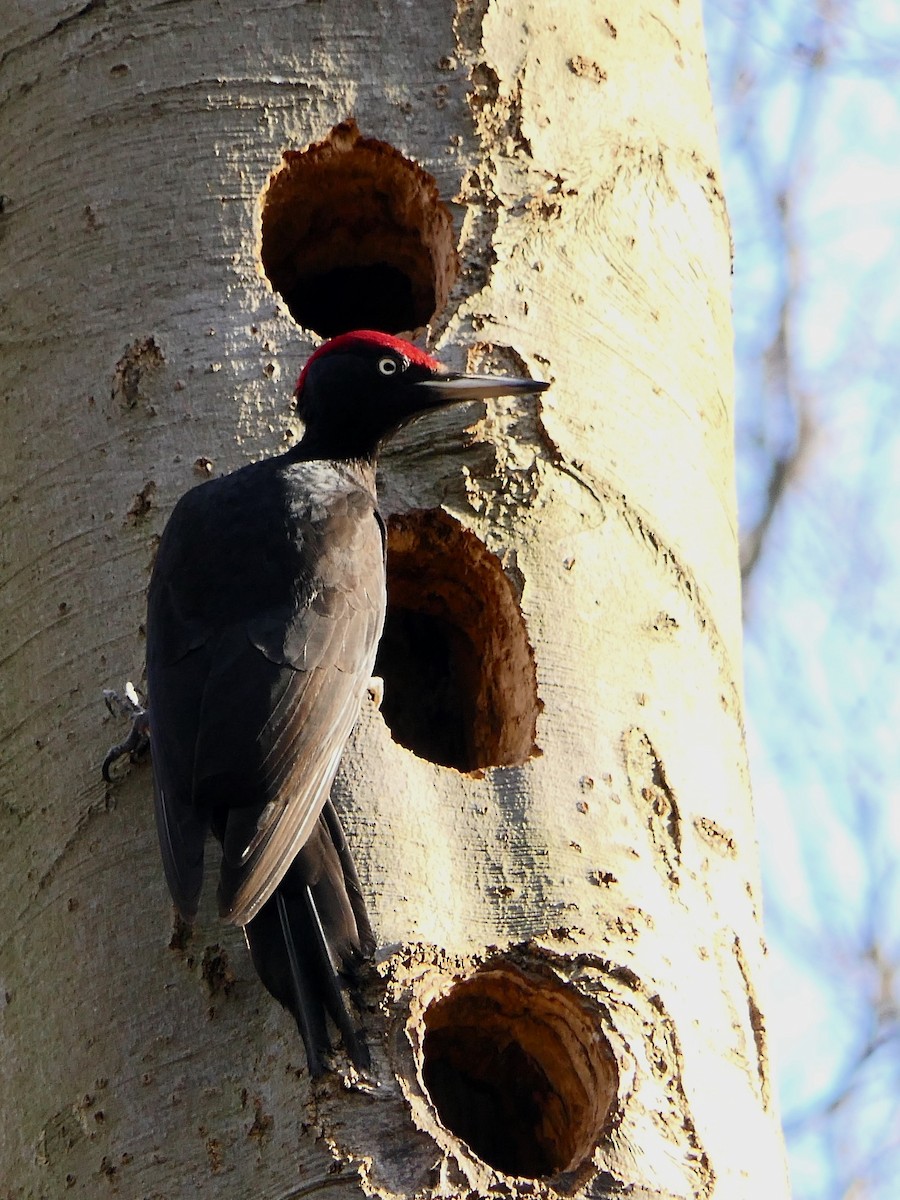 Black Woodpecker - ML300149071