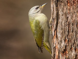 dişi (Gray-headed) - Egor Vlasov - ML300149131