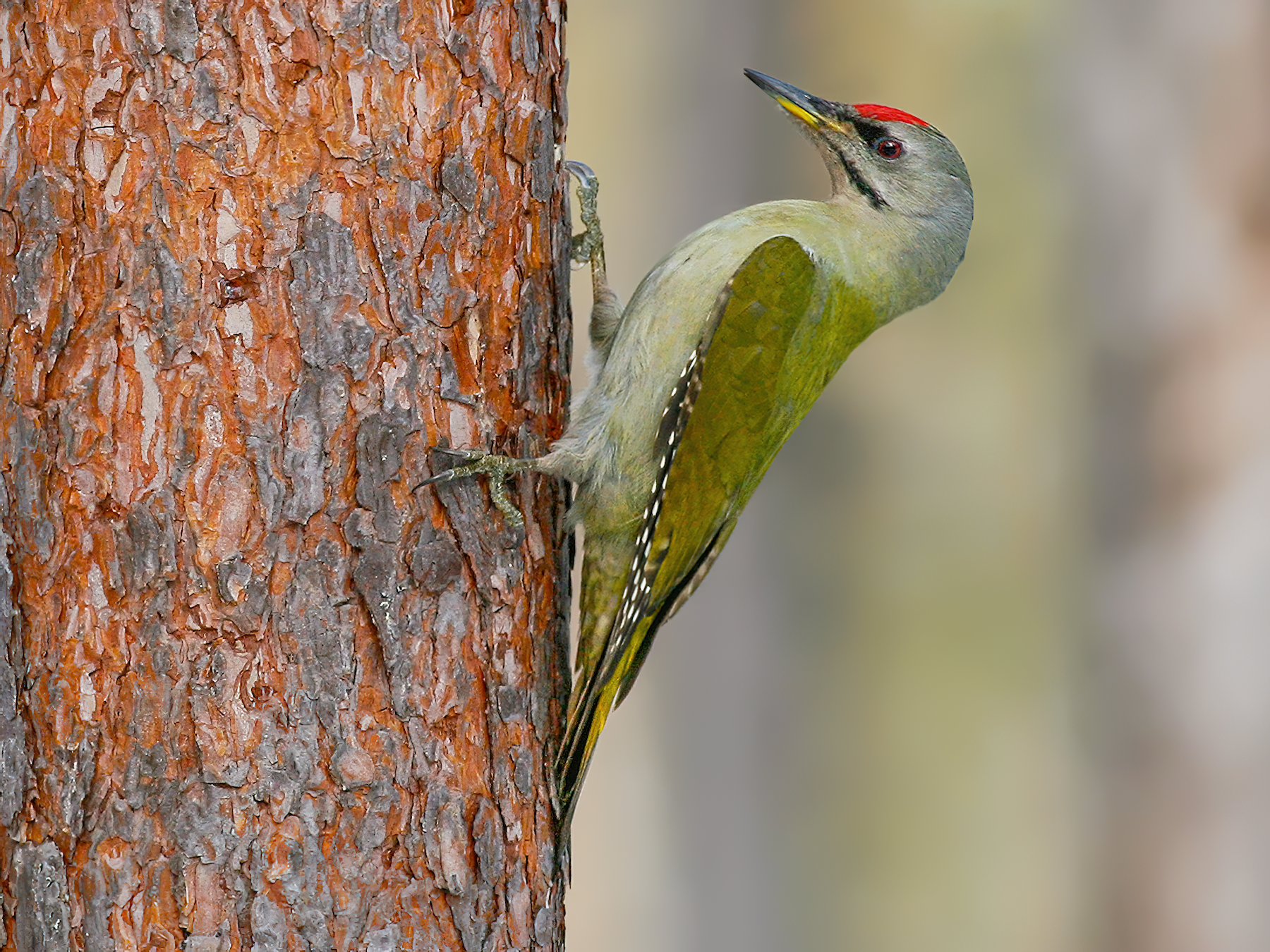 Gray-headed Woodpecker - Ivan Sjögren