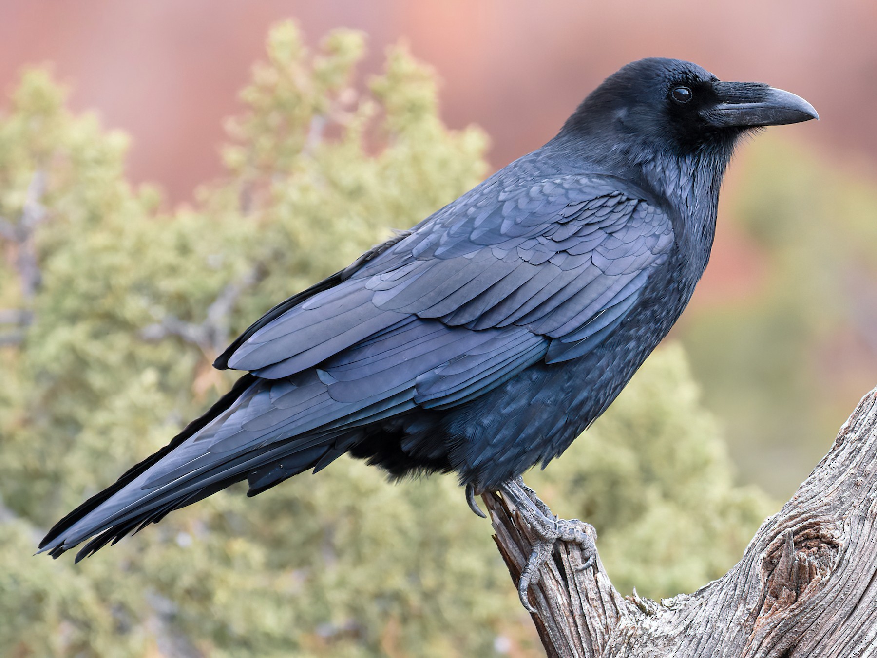 Common Raven EBird