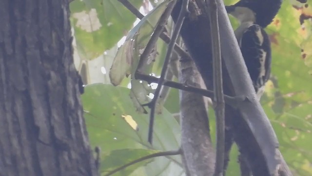 Heart-spotted Woodpecker - ML300153731