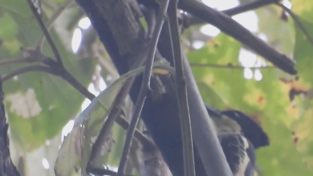 Heart-spotted Woodpecker - ML300153791