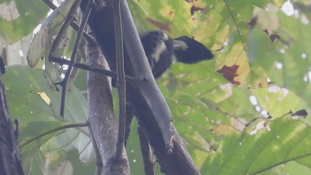 Heart-spotted Woodpecker - ML300153941