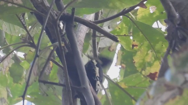 Heart-spotted Woodpecker - ML300153961
