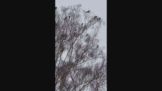 holub hřivnáč - ML300156711