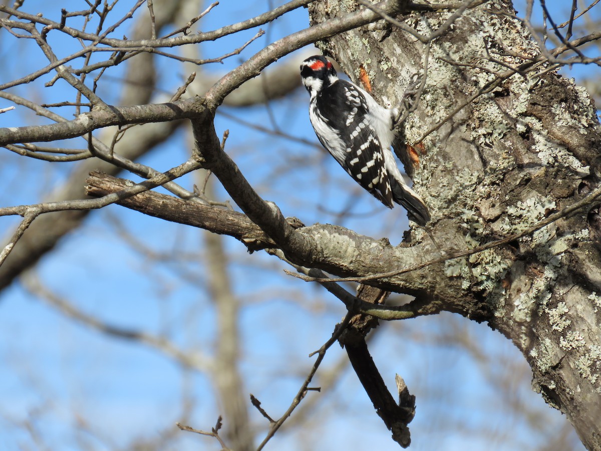 Hairy Woodpecker - ML300157241