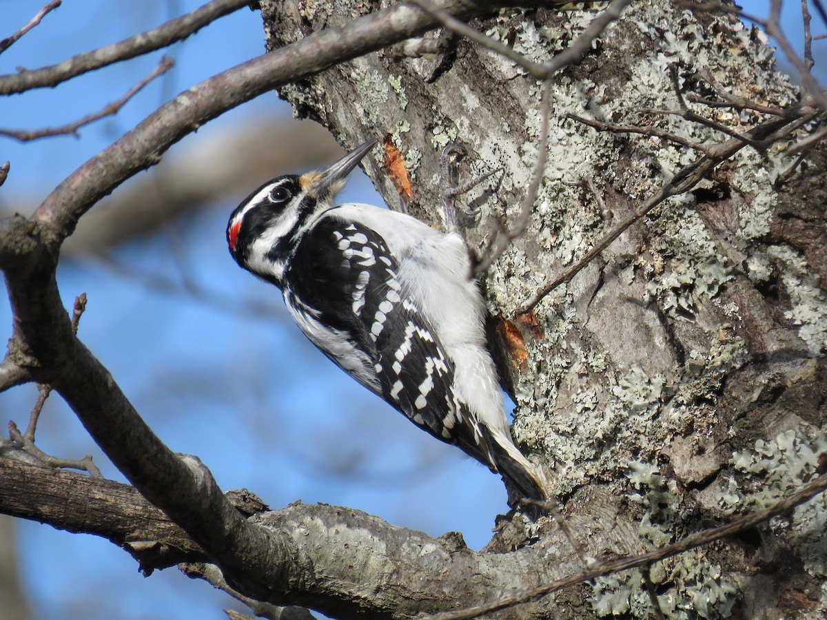 Hairy Woodpecker - ML300157351
