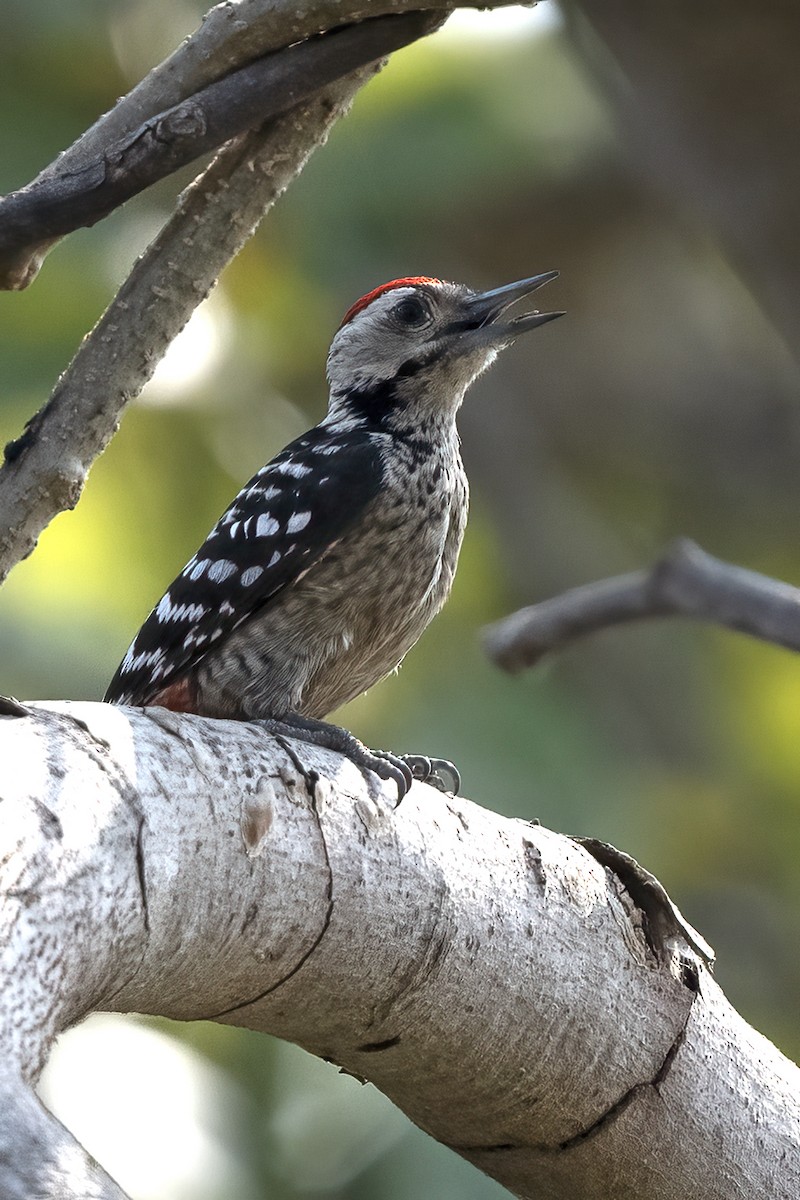 Freckle-breasted Woodpecker - Anonymous