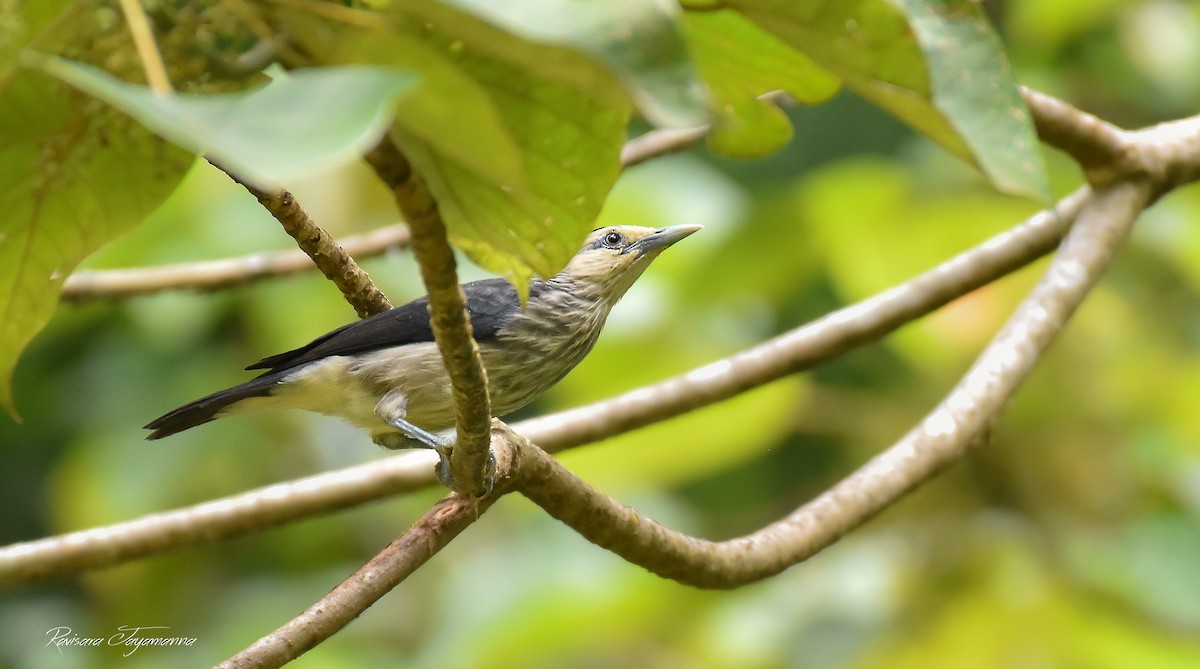 White-faced Starling - ML300164441