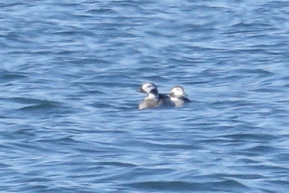 Long-tailed Duck - ML300164881